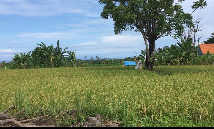 Tanah Kosong